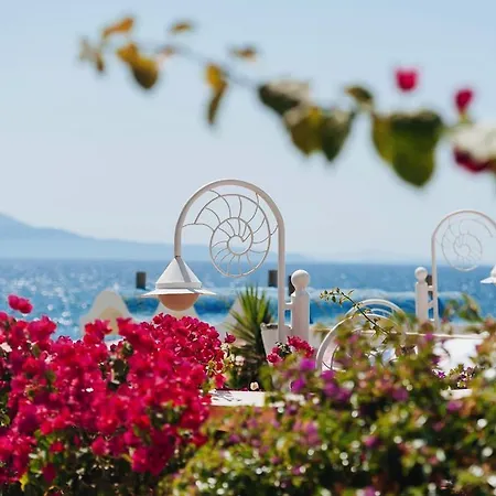 Luxury Diva Bougainville